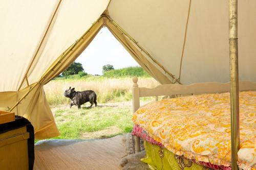 Daisy Bell Tent In The Broads