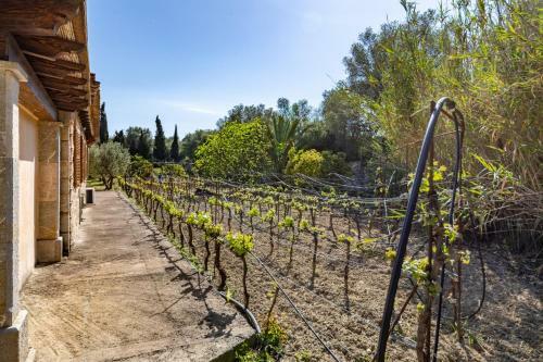 Selva-3834 Mallorca