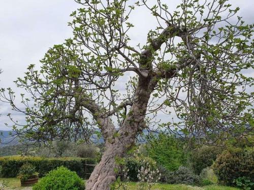 Pleasant Holiday Home In Seggiano With Private Terrace