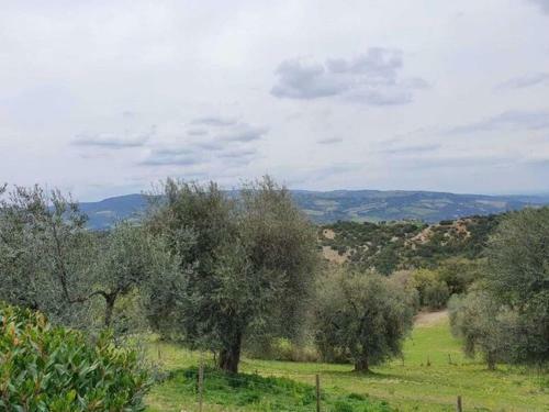 Pleasant Holiday Home In Seggiano With Private Terrace