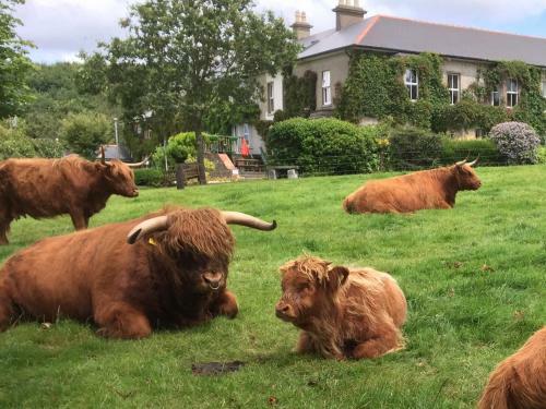 Bed & Breakfast Glendine House
