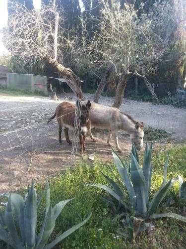 Apartamento Villa I Tigli Appartamenti