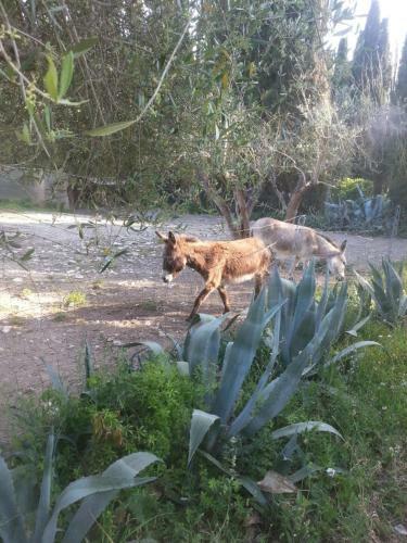 Apartamento Villa I Tigli Appartamenti