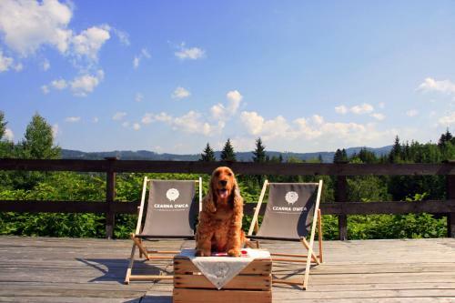 Bed & Breakfast Czarna Owca