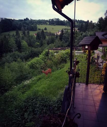 Bed & Breakfast Czarna Owca