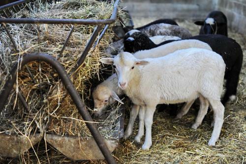 Agroturismo Agriturismo Borgo Mocale