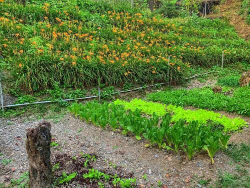 Tian Hsiang Tea B&B