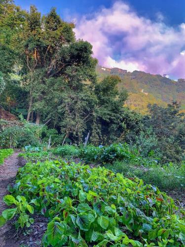 Tian Hsiang Tea B&B