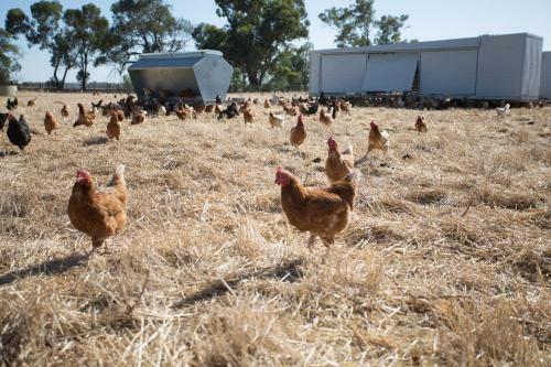The Chook House