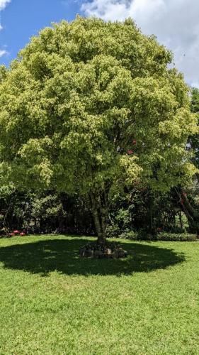 Rossy's Villa And Garden's