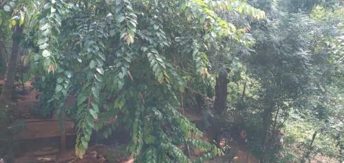 Mithi-la City Home Stay