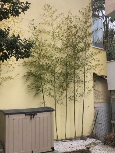 Bamboo Cosy Apartment