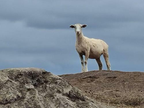 Paddy's Shack-the Ultimate Tassie Shack Experience