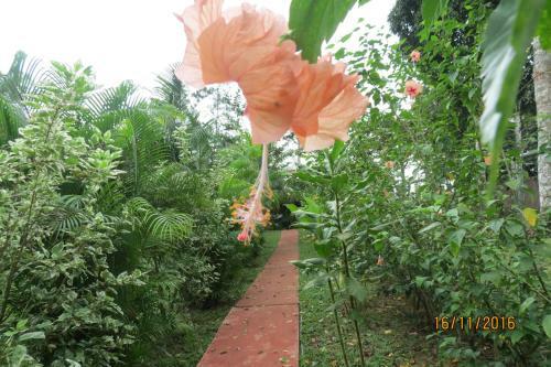 Bed & Breakfast Monkey Lodge Panama