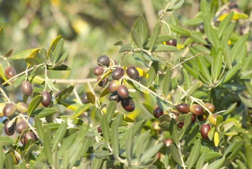 Agroturismo Casale Il Poggetto