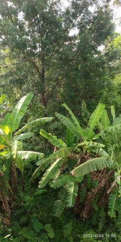 Ananda Homestay