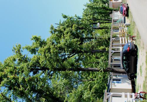 Camping Sokol Praha