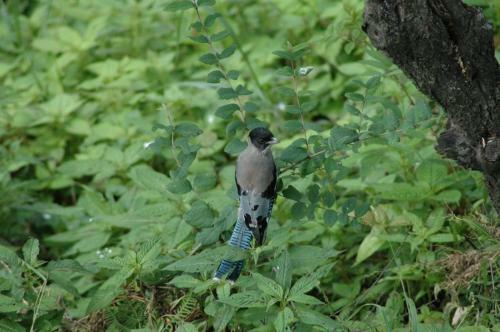 Hotel Monsoon Forest Bandhavgarh