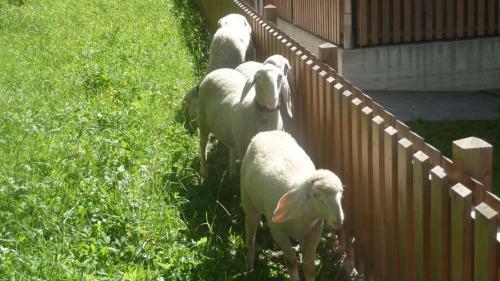 Apartamento Appartments Pichler