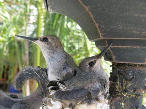 Bed & Breakfast Hacienda Paraiso De La Paz