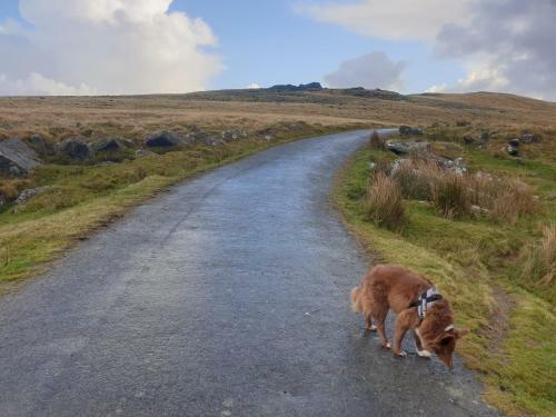 Quiet Double Bedroom In Lovely Dartmoor Village