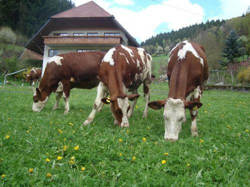 Apartamento Geigerbauernhof