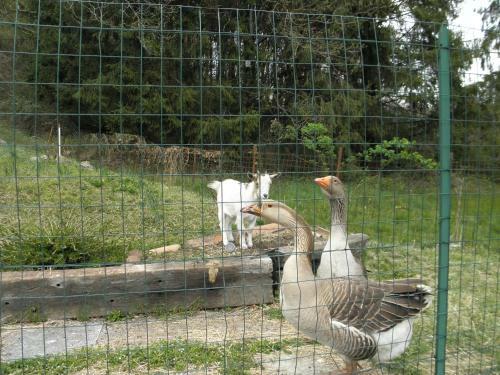Da Marino - Bed & Breakfast