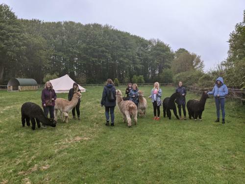 Wildwood Alpacas Glampaca