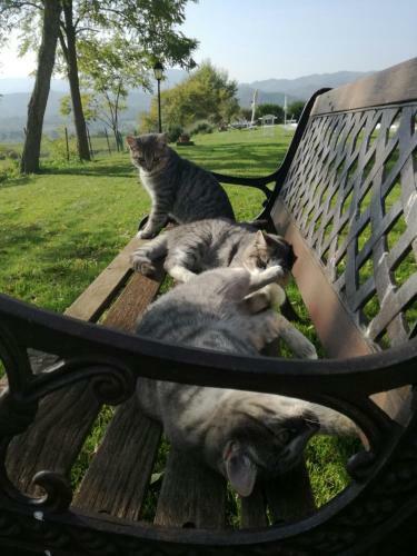 Il Vignolino Bed And Breakfast