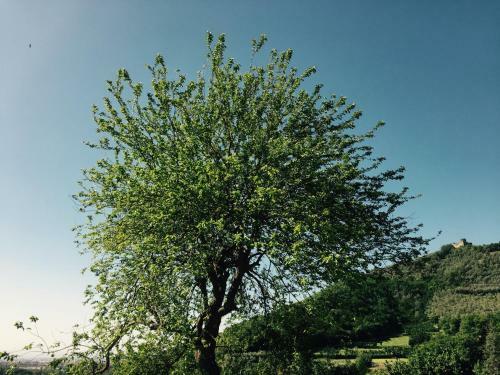 Agroturismo La Vecchia Quercia