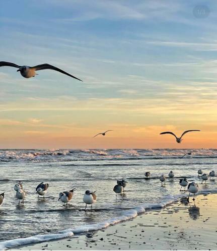 Apartamento Best View In Galveston