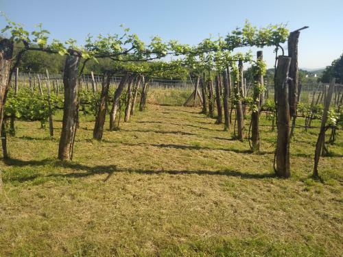 Villa Sun & Wine Balaton