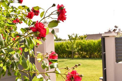 Villa Aurelia Home