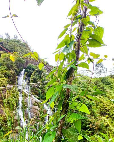Agroturismo Sapa Natural Forest