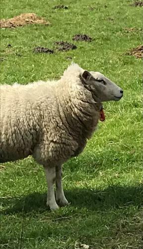 Bed And Breakfast Het Bronzen Schaap