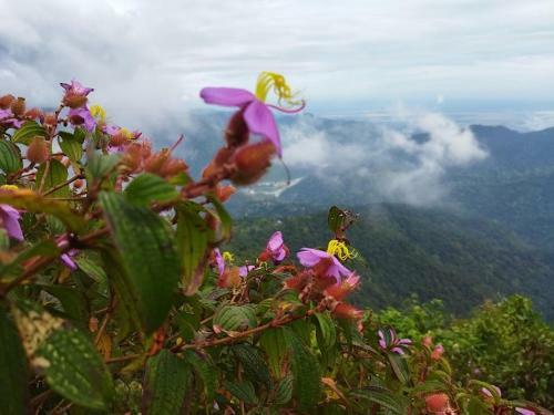 Akansha Homestay Sittong