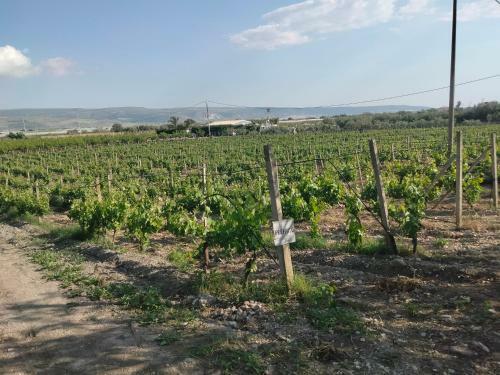 Apartamento Oasi Delle Vigne