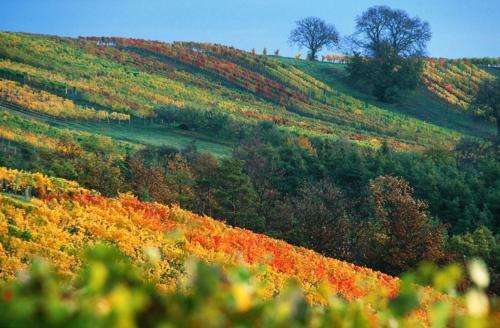 Hostal Gasthof Hotel Zum Weinberg