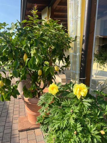 Hostal La Mimosa Lazise