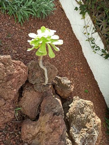 Apartamento Casa La Puntilla Del Sol - Well-kept Flat, Great Sea View