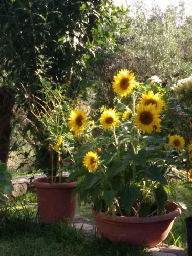 Hostal Volidiera Guesthouse