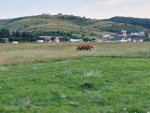 Hostal Pensiunea Albina