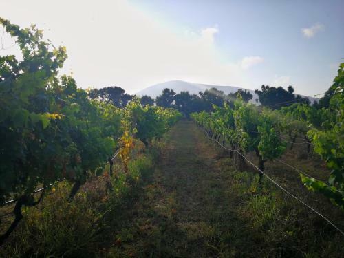 Agroturismo Agriturismo Graziano E Barbara