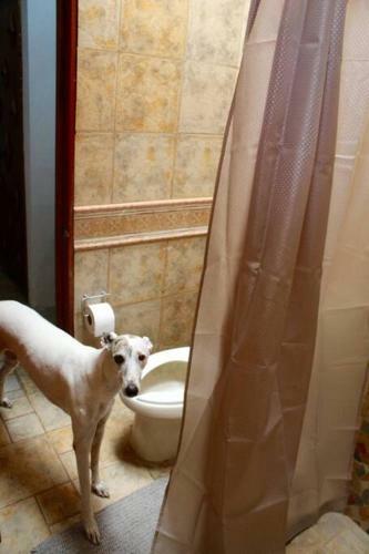 Casa Galgo: Full House To Live Cholula