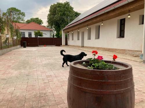 Apartamento Kisdi� Vend�gh�z