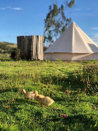 Signature Glamping