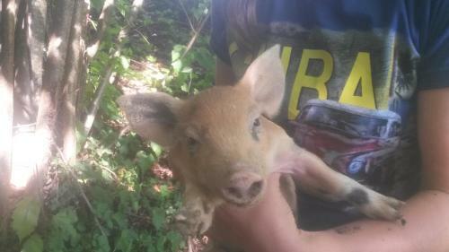 Agroturismo Giunasco