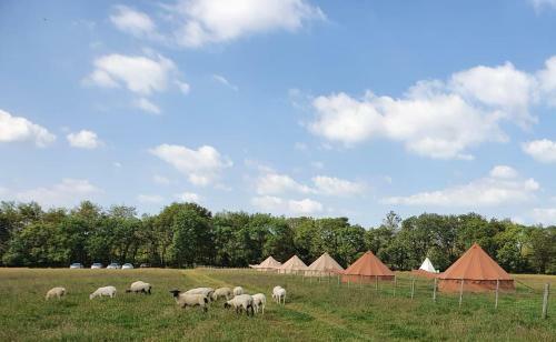 Maju Glamping