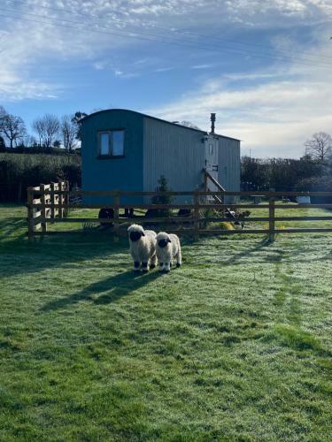 The Orchard Shepherds Hut