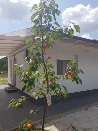Erd?sz�li Apartman